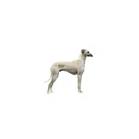Sloughi | Types of Dogs Names in English