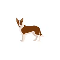 Smooth Collie