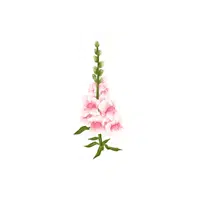 Snapdragon | Plants Names in English