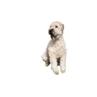 Soft Coated Wheaten