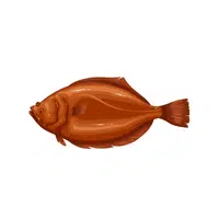 Sole | Seafood items Names in English