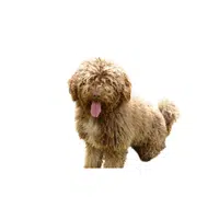 Spanish Water Dog