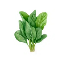 Spinach | Grocery Store items Names in English