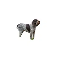 Spinone | Types of Dogs Names in English