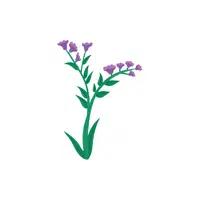  Statice | Plants Names in English