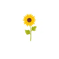 Sunflower | Plants Names in English