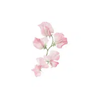 Sweet Pea