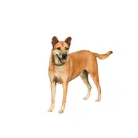 Thai Ridgeback