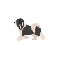 Tibetan Terrier | Types of Dogs Names in English