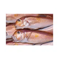 Tilefish | Seafood items Names in English