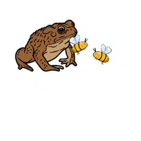 Toad – Insects - Animals Foods Names