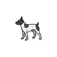 Toy Fox Terrier | Types of Dogs Names in English