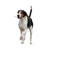 Treeing Walker | Types of Dogs Names in English
