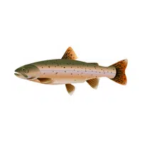Trout | Seafood items Names in English