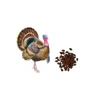 Turkey – Seeds