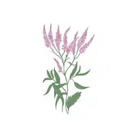 Verbena | Plants Names in English
