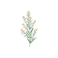 Wallflower | Plants Names in English