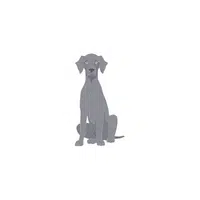 Weimaraner | Types of Dogs Names in English