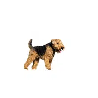 Welsh Terrier | Types of Dogs Names in English