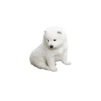 Westie | Types of Dogs Names in English
