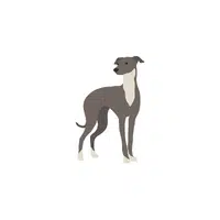 Whippet | Types of Dogs Names in English