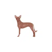 Xoloitzcuintli | Types of Dogs Names in English