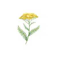 Yarrow