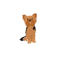 Yorkie | Types of Dogs Names in English