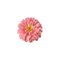 Zinnia | Plants Names in English