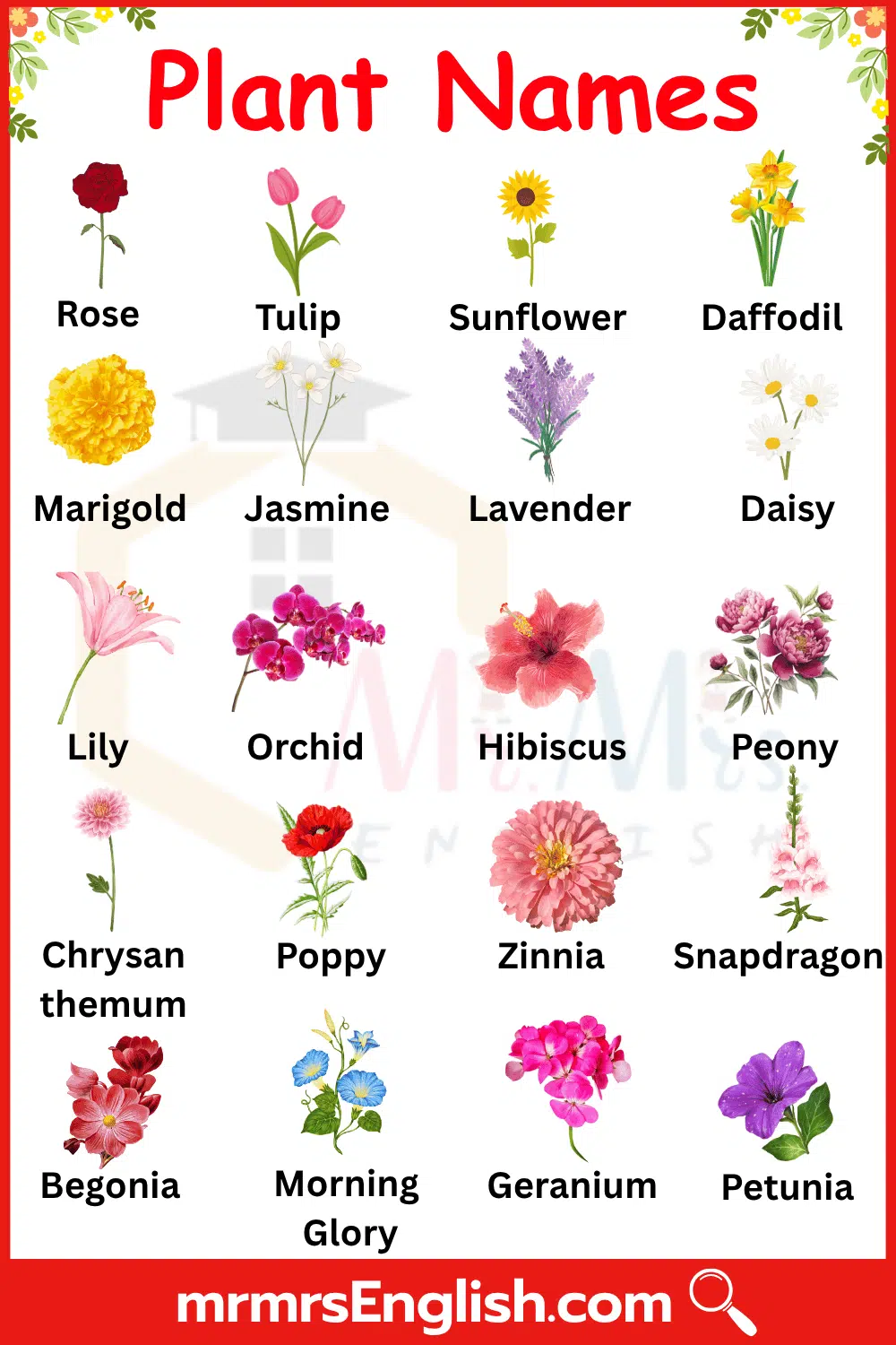 60+ Plants Name with Picture 