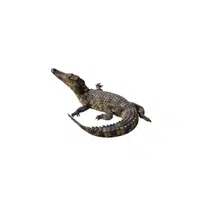 Alligator | Reptiles Names in English
