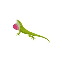 Anole | Reptiles Names in English