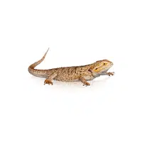Bearded Dragon