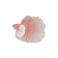 Betta | Water Animals Names in English