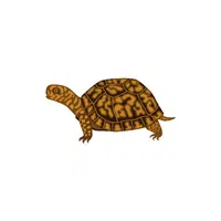Box Turtle | Reptiles Names in English