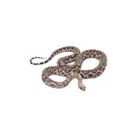 Bullsnake | Reptiles Names in English