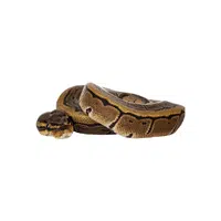 Burmese Python