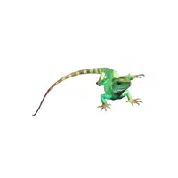 Chinese Water Dragon