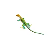 Collared Lizard | Reptiles Names in English