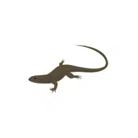 Common Skink | Reptiles Names in English