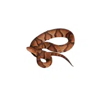 Copperhead | Reptiles Names in English