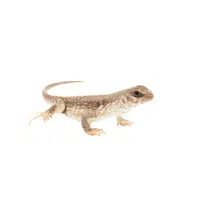 Desert Iguana