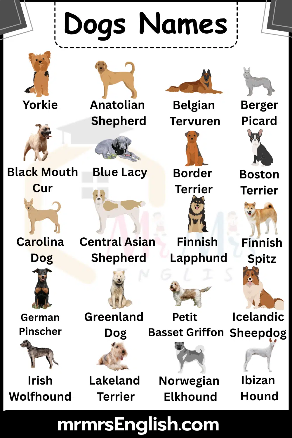 Dog Breeds Names with their Pictures