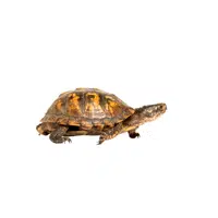 Eastern Box Turtle
