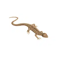 Fence Lizard | Reptiles Names in English