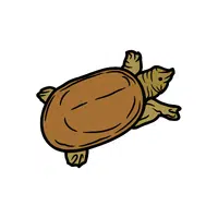 Florida Softshell Turtle