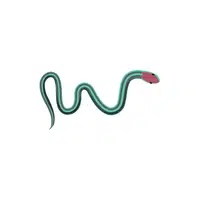 Garter Snake | Reptiles Names in English