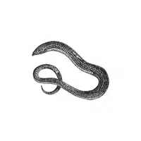 Glass Lizard | Reptiles Names in English