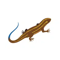 Ground Skink | Reptiles Names in English