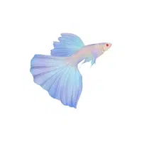 Guppy | Water Animals Names in English